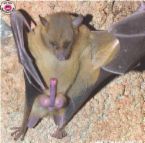 connaître les chauves-souris