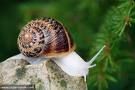 connaître les escargots