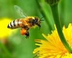 les abeilles au jardin