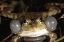 les grenouilles et les rainettes