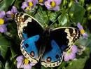 les papillons diurnes au jardin