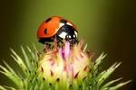 mieux connaître les coccinelles