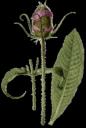carderes plante méditéranéenne