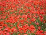 Le coquelicot