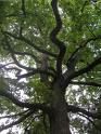 les arbres et arbustes pour les oiseaux