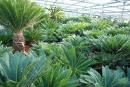 les plantes méditerranéennes