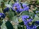 les plantes melliferes
