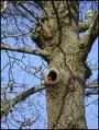 Les vieux arbres