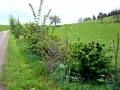 Les haies champêtres