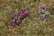 pelouse sèches à orchidées