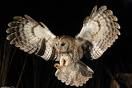 Les nichoirs pour les rapaces nocturnes