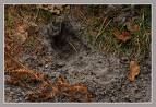 Les traces et indices