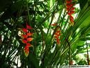 La Flore