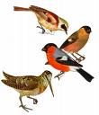 Les oiseaux
